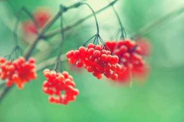 Kartopu doğal yeşil zemin üzerine