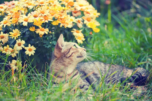 Gatinho deitado perto de flores — Fotografia de Stock