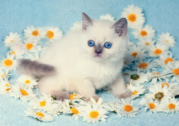 Colorpoint gattino con fiori — Foto Stock