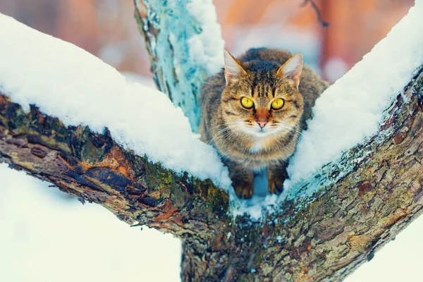 Cat sitting on the snowy tree — Stock Photo, Image