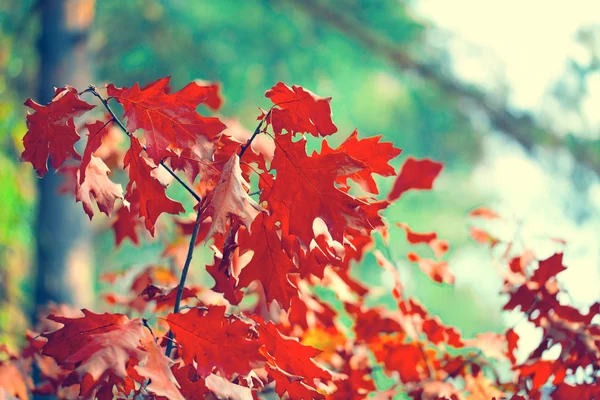 Folhas vermelhas no ramo de carvalho — Fotografia de Stock