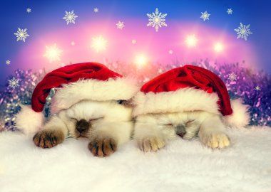 Uyuyan küçük kediler Noel Baba'nın giydiği şapka