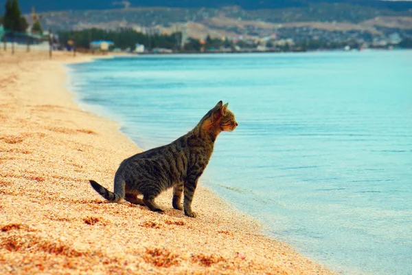 Cat sitting on the beach — Stock Photo, Image