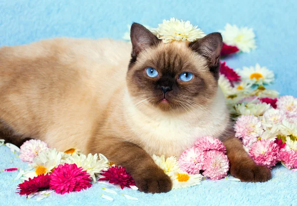 Gato relajante ob manta azul cubierto de flores — Foto de Stock