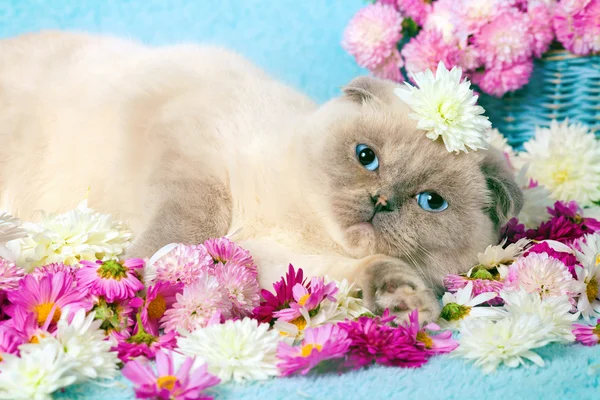 Katt avkopplande ob blå filt täckt med blommor — Stockfoto
