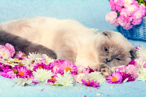 Katze entspannt sich auf blauer Decke mit Blumen bedeckt — Stockfoto