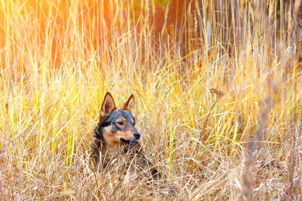 犬の背の高い草でリラックス — ストック写真