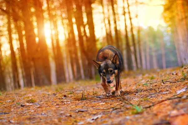 Dog  in the forest — Stock Photo, Image