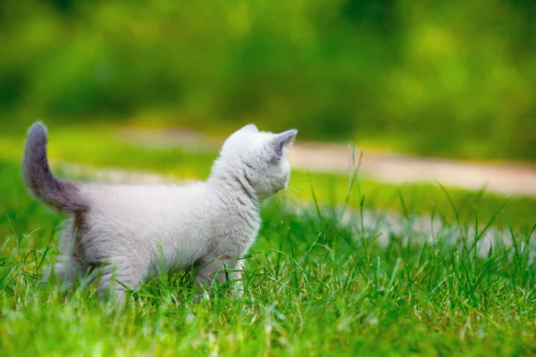 Çimenlerin üzerinde yavru kedi — Stok fotoğraf