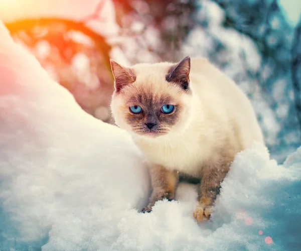 Kattunge sitter i snö — Stockfoto