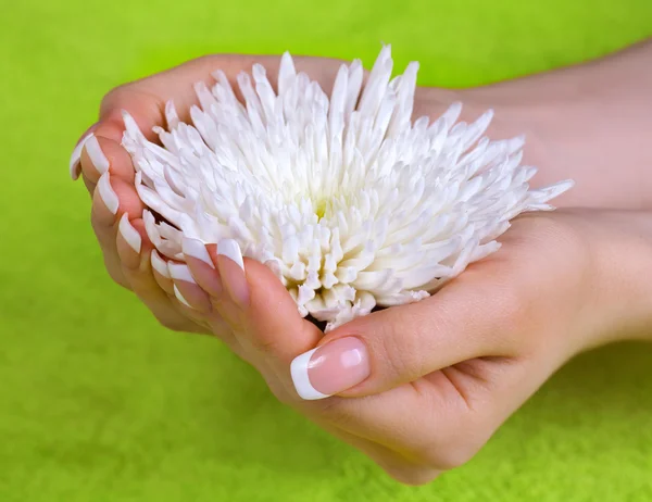 Frauenhand mit der weißen Chrysanthemenblüte — Stockfoto