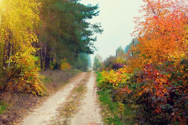 Herfst met kleurrijke bomen — Stockfoto