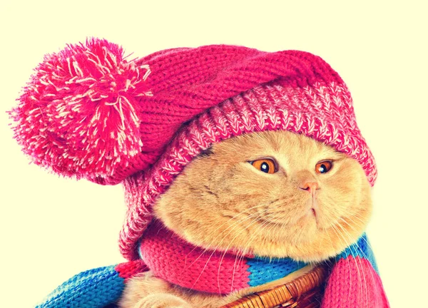 Katze mit rosa Strickmütze — Stockfoto