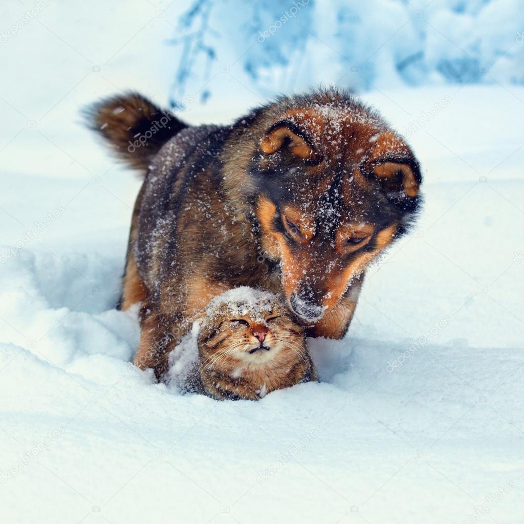 Dog playing with kitten