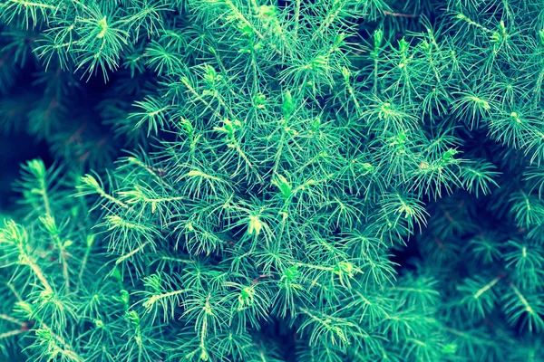 Fir träd gren — Stockfoto