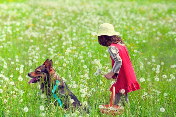 Little girl picking flowers with dog — Stock Photo, Image