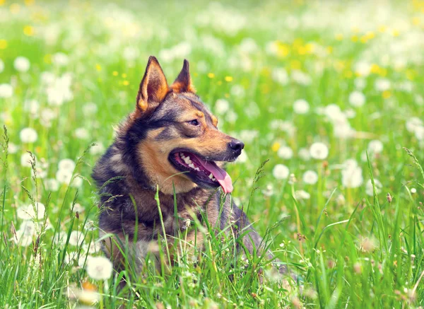 Dog on the dandelion field — Stock Photo, Image