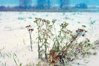 Achillea herbs and first snow clipart