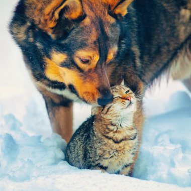 Arkadaşlarım köpek ve kedi