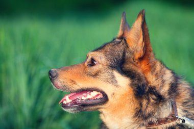 Köpek profil portresi