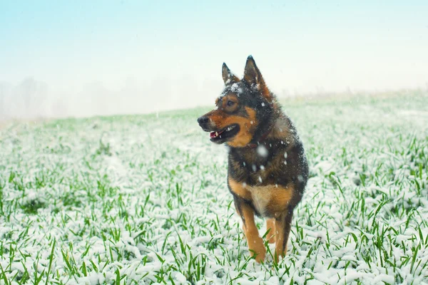 Dog and first snow — Stock Photo, Image