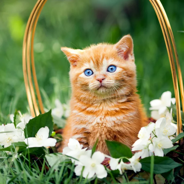 Kattunge som sitter i en korg med blommor — Stockfoto