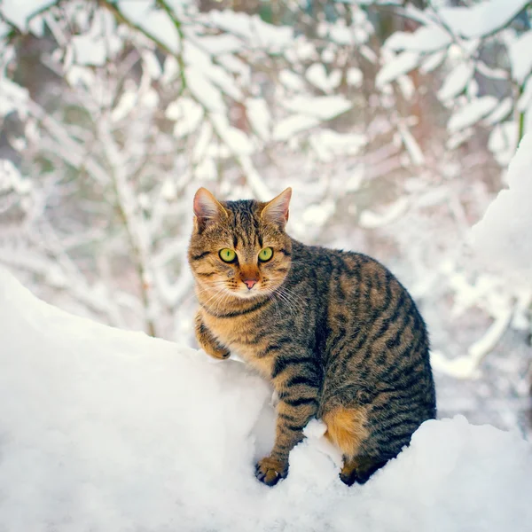 Katt i den snöiga skogen — Stockfoto