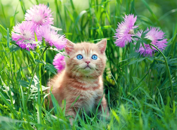 Little kitten on grass — Stock Photo, Image