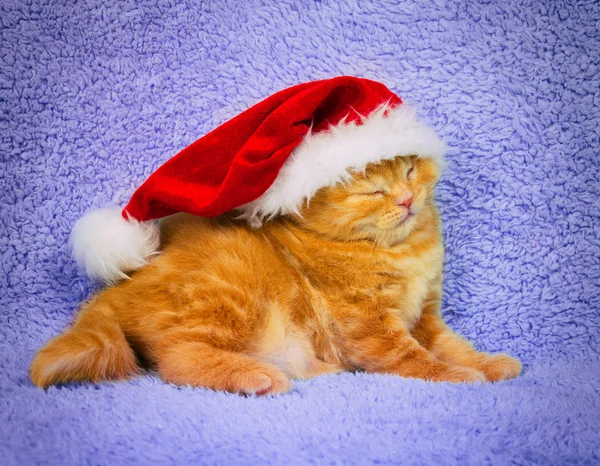 Kotě santa klobouk — Stock fotografie