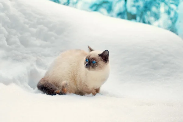 En katt som sitter i den snødekte skogen – stockfoto