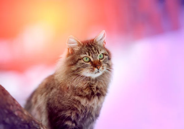 Sibirische Katze im Wintersonnenaufgang — Stockfoto