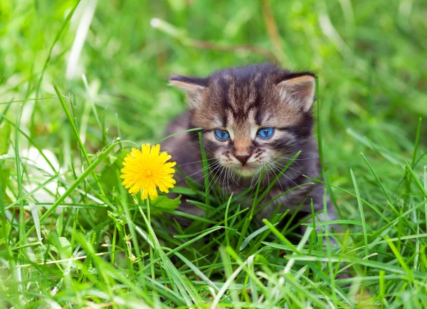 Gatinho na grama verde — Fotografia de Stock