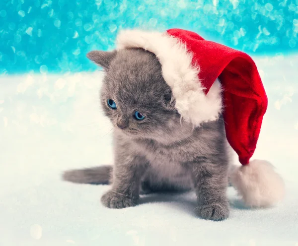 Pequeno gatinho de Natal — Fotografia de Stock