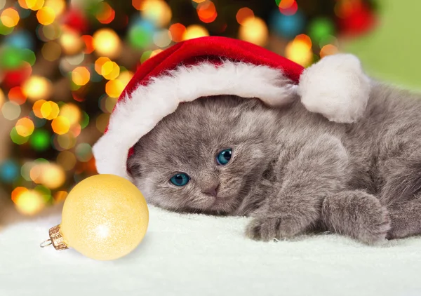 Kleines Weihnachtskätzchen — Stockfoto