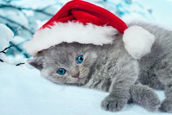 Kleines Weihnachtskätzchen — Stockfoto