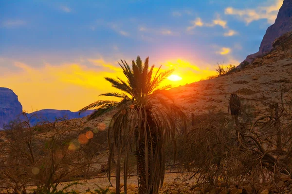Palmiye ağacı üzerinde günbatımı — Stok fotoğraf