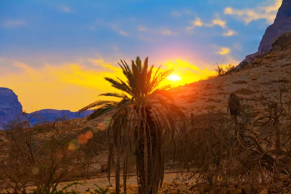 Palmera sobre puesta de sol — Foto de Stock