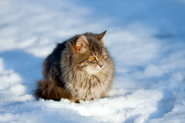 Gato divertido en la nieve — Foto de Stock