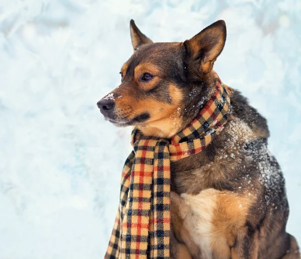 Perro con bufanda en invierno — Foto de Stock