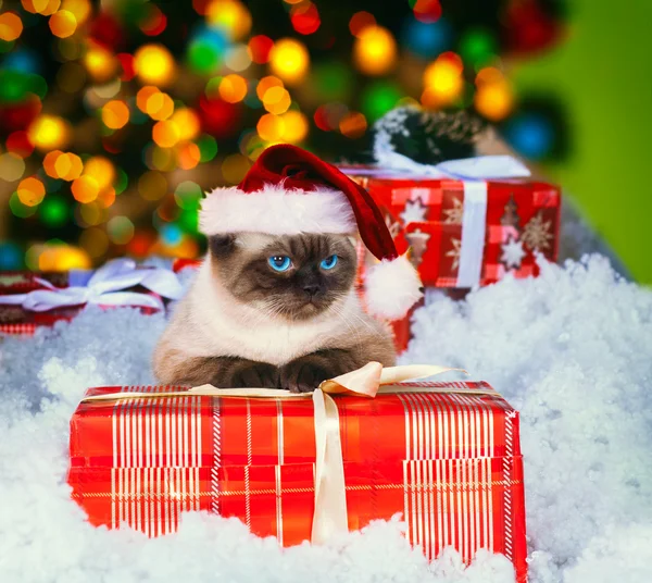 Gato siamês usando chapéu de Santa — Fotografia de Stock