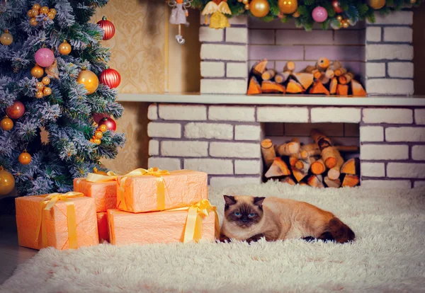 Gato deitado na lareira — Fotografia de Stock