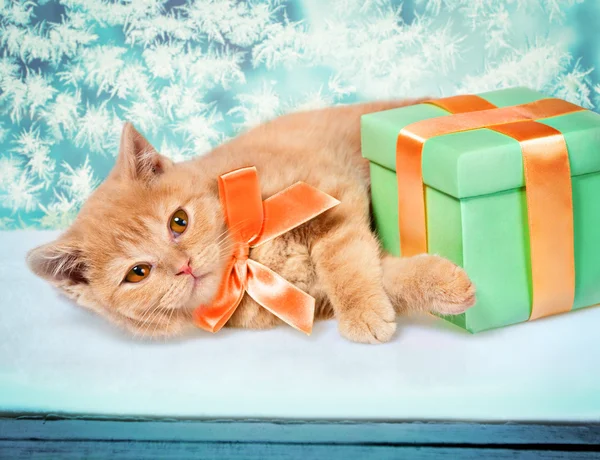 Gatito con caja actual — Foto de Stock