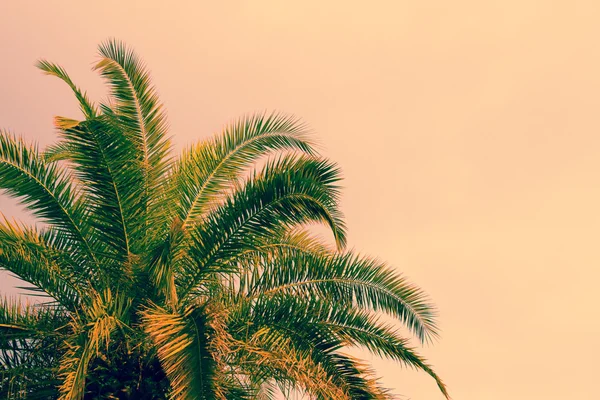 Palma contro l'alba cielo rosa . — Foto Stock