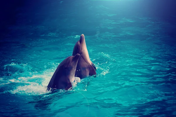 Dolfijnen zwemmen in water — Stockfoto