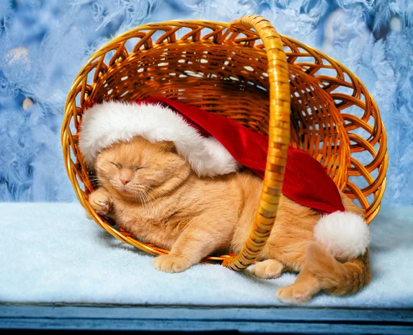 Gato vistiendo sombrero de Santa —  Fotos de Stock