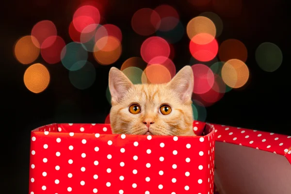 Wygląd ładny kotek z czerwone pudełko — Zdjęcie stockowe