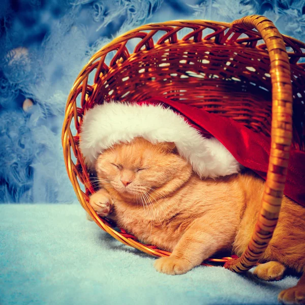 Cat wearing Santa's hat — Stock Photo, Image