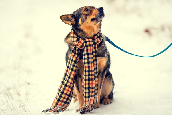 Dog wearing scarf — Stock Photo, Image