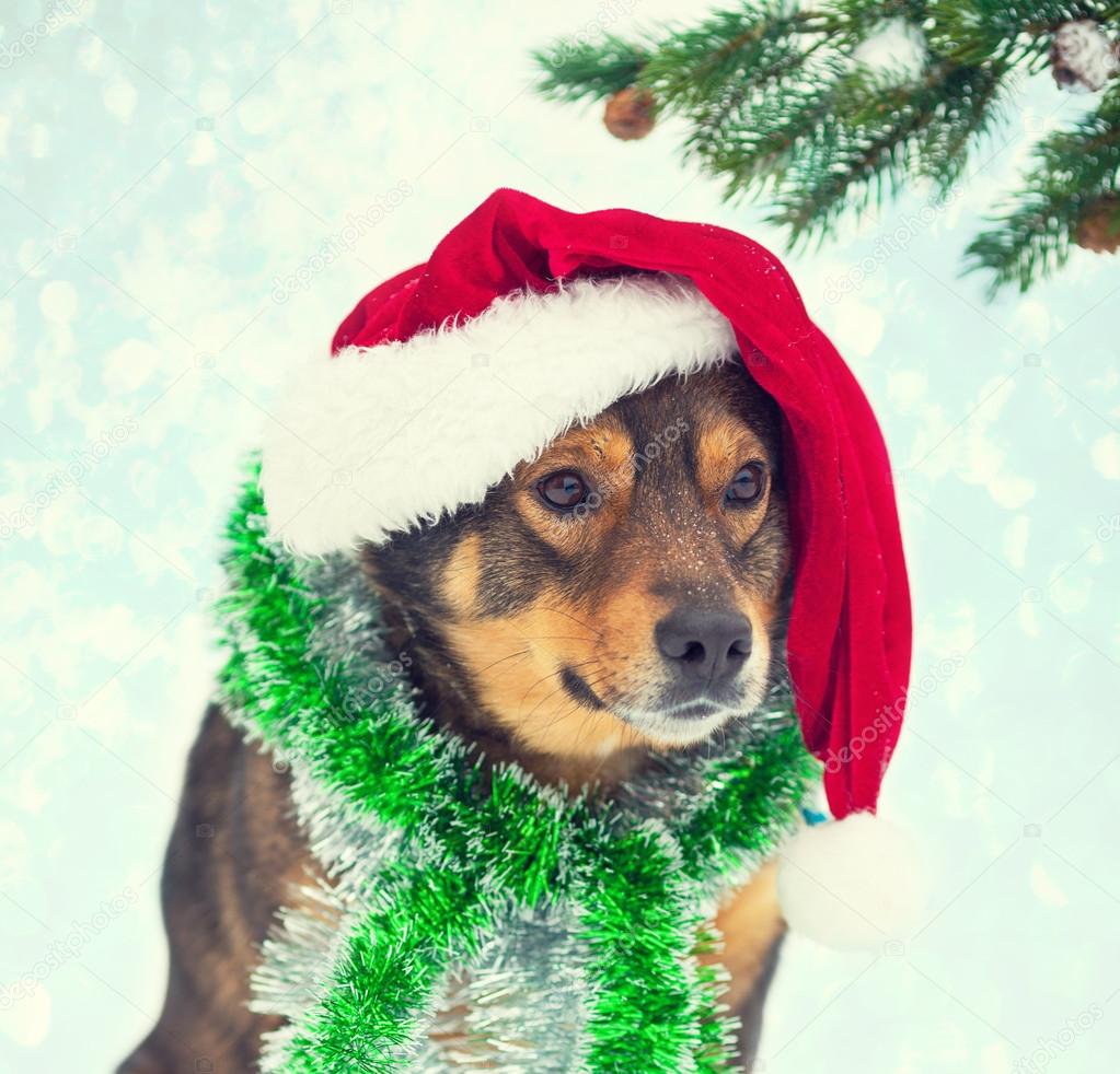 Dog wearing Santa hat