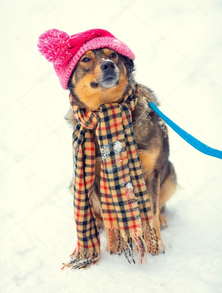 Dog wearing knee hat with pompom and scarf